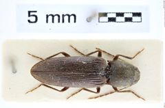 Foto (Dorsalansicht) von Cardiotarsus grandis (Fleutiaux, 1940) (NHMW-ZOO-COL-0008266)